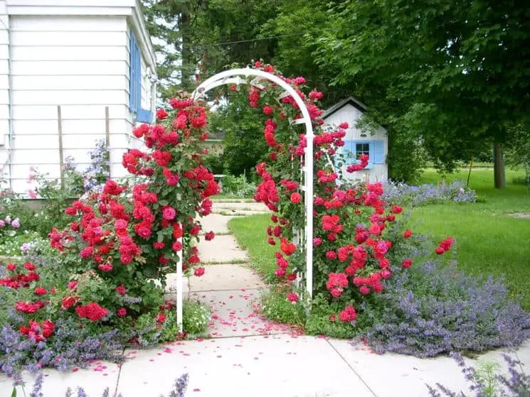 arco di rose in metallo per giardino
