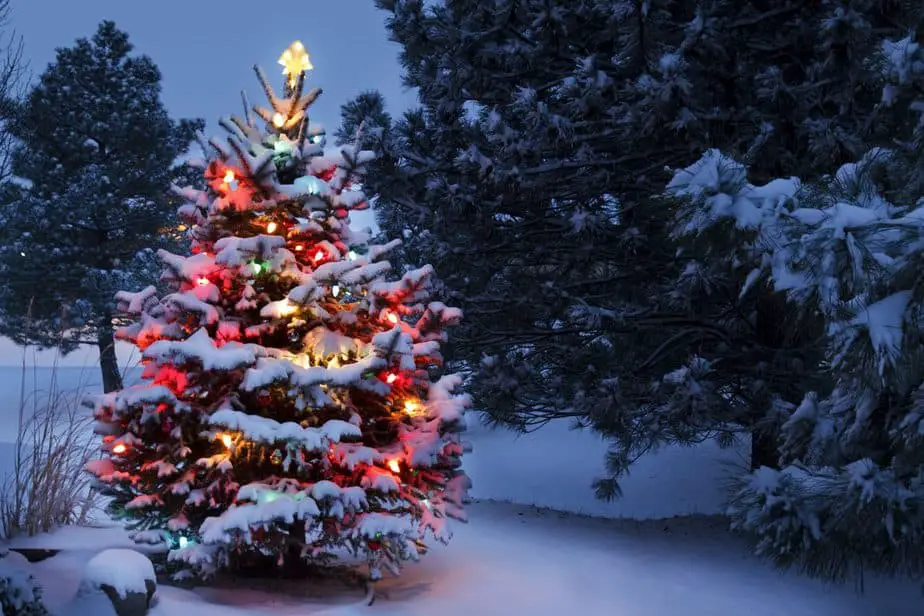 10 Idee Originali Per Addobbare L Albero Di Natale In Giardino Giocagiardino