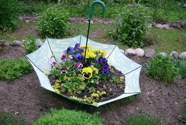 fiori in ombrello per abbellire il giardino