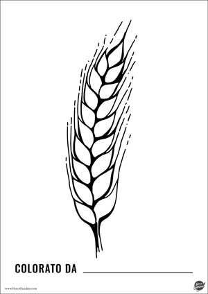 spiga di grano - simbolo del pane - disegno comunione da stampare e colorare gratis