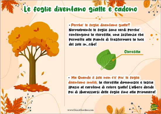 Le foglie diventano gialle e cadono - spiegare l'autunno ai bambini