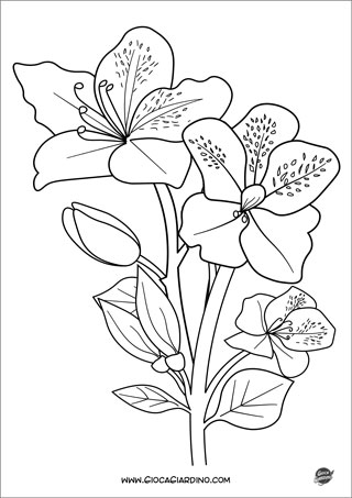 Disegno di una azalea  - fiore da colorare