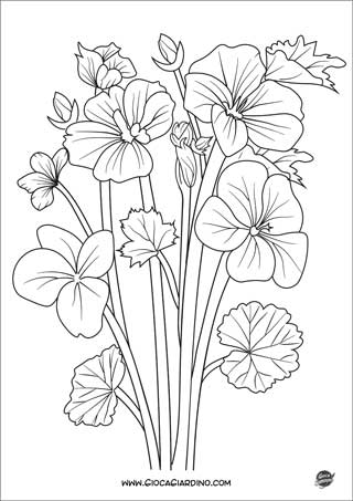 Disegno di un Geranio - fiore da colorare