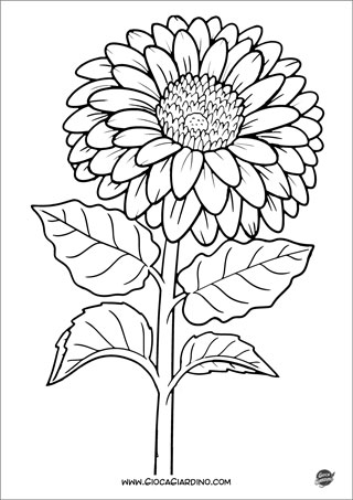 Disegno di una Gerbera da colorare