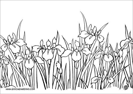 Disegno di un Iris - - fiore da colorare
