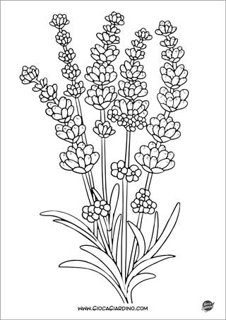 Disegno di una pianta di Lavanda - fiore da colorare